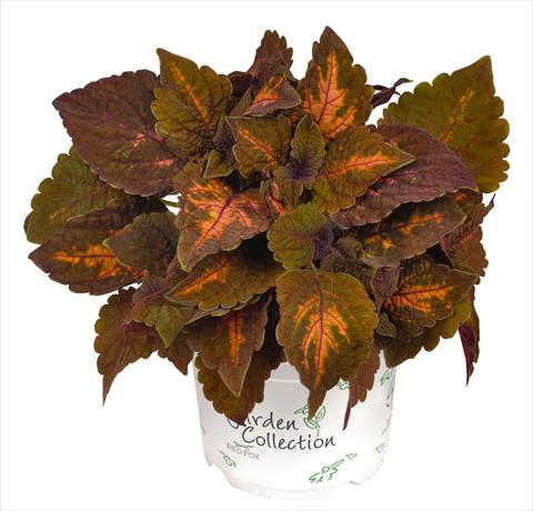 photo of flower to be used as: Pot and bedding Coleus RED FOX Sunset Boulevard