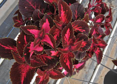 photo of flower to be used as: Pot and bedding Coleus RED FOX Via Dolorosa