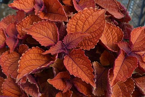 photo of flower to be used as: Pot and bedding Coleus RED FOX Wall Street