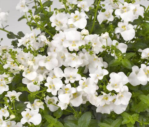photo of flower to be used as: Pot, patio, basket Diascia barberae Genta Classic White