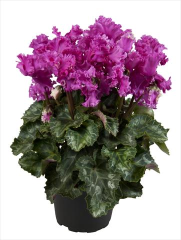 photo of flower to be used as: Basket / Pot Cyclamen persicum Super Serie® Merengue Dark Violet