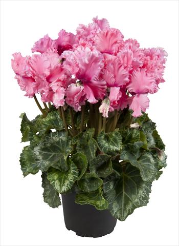 photo of flower to be used as: Basket / Pot Cyclamen persicum Super Serie® Merengue Light Salmon Pink