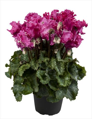 photo of flower to be used as: Basket / Pot Cyclamen persicum Super Serie® Merengue Magenta