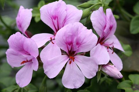 photo of flower to be used as: Basket / Pot Pelargonium peltatum Summertime Lilac