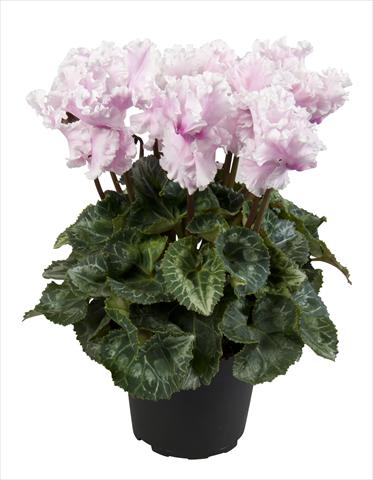 photo of flower to be used as: Basket / Pot Cyclamen persicum Super Serie® Merengue Neon Flamed