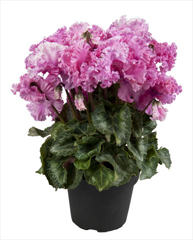 photo of flower to be used as: Basket / Pot Cyclamen persicum Super Serie® Merengue Neon Pink