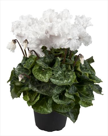 photo of flower to be used as: Basket / Pot Cyclamen persicum Super Serie® Merengue Pure White
