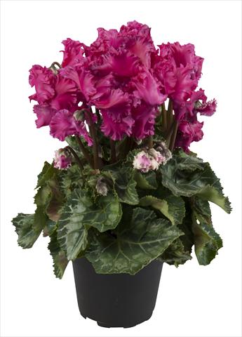 photo of flower to be used as: Basket / Pot Cyclamen persicum Super Serie® Merengue Wine Red