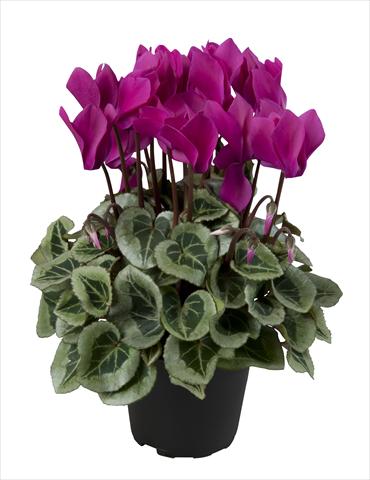 photo of flower to be used as: Basket / Pot Cyclamen persicum Super Serie® Rembrandt Dark Violet