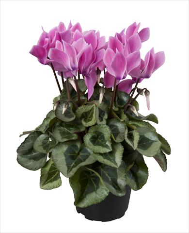photo of flower to be used as: Basket / Pot Cyclamen persicum Super Serie® Rembrandt Neon Flamed
