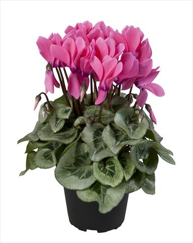 photo of flower to be used as: Basket / Pot Cyclamen persicum Super Serie® Rembrandt Neon Pink