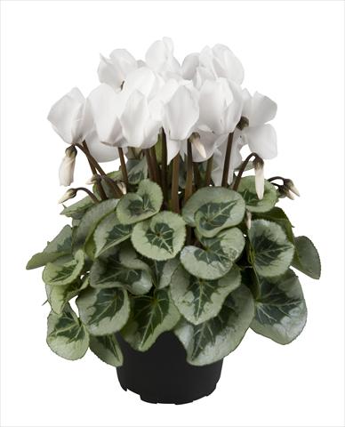 photo of flower to be used as: Basket / Pot Cyclamen persicum Super Serie® Rembrandt Pure White