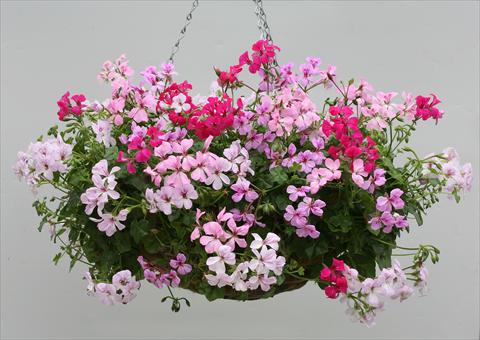 photo of flower to be used as: Basket / Pot Pelargonium peltatum Summertime
