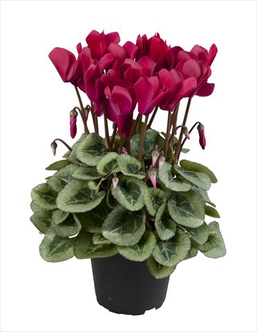 photo of flower to be used as: Basket / Pot Cyclamen persicum Super Serie® Rembrandt Wine Red