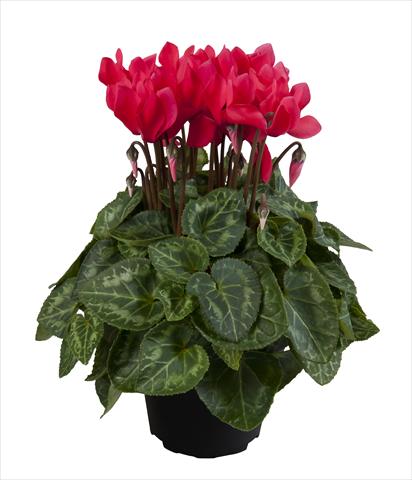 photo of flower to be used as: Basket / Pot Cyclamen persicum Super Serie® Carino F1 Dark Salmon Pink