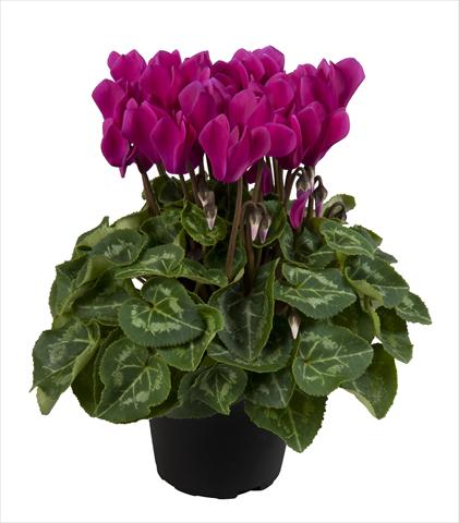 photo of flower to be used as: Basket / Pot Cyclamen persicum Super Serie® Carino F1 Dark Violet