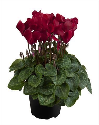 photo of flower to be used as: Basket / Pot Cyclamen persicum Super Serie® Carino F1 Deep Wine Red