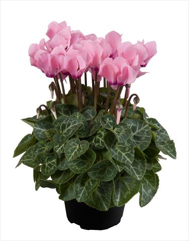 photo of flower to be used as: Basket / Pot Cyclamen persicum Super Serie® Carino F1 Light Salmon Pink