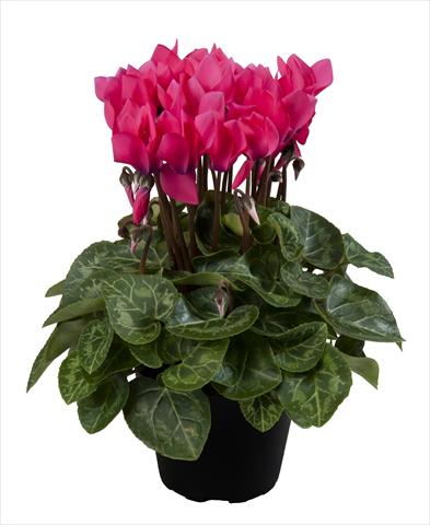 photo of flower to be used as: Basket / Pot Cyclamen persicum Super Serie® Carino F1 Neon Pink
