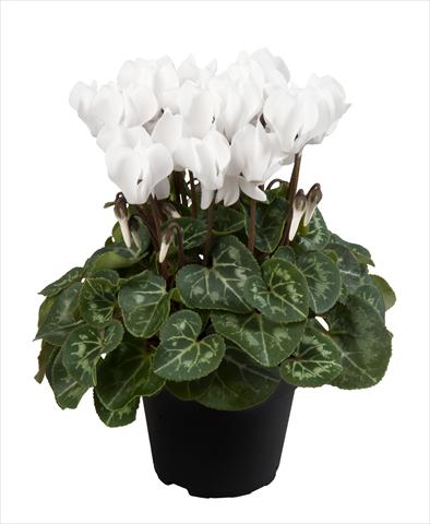 photo of flower to be used as: Basket / Pot Cyclamen persicum Super Serie® Carino F1 Pure White