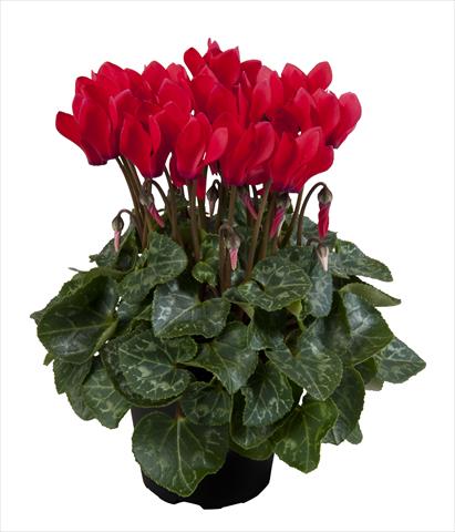 photo of flower to be used as: Basket / Pot Cyclamen persicum Super Serie® Carino F1 Red