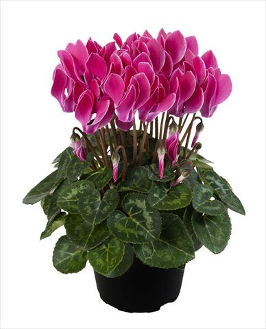 photo of flower to be used as: Basket / Pot Cyclamen persicum Super Serie® Carino F1 Wine Red Flamed
