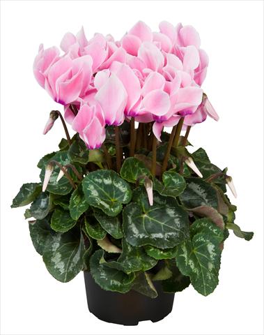 photo of flower to be used as: Basket / Pot Cyclamen persicum Super Serie® Allure® F1 Neon Flamed
