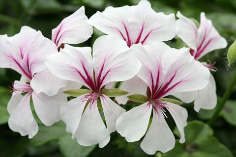 photo of flower to be used as: Basket / Pot Pelargonium peltatum Summertime White Star