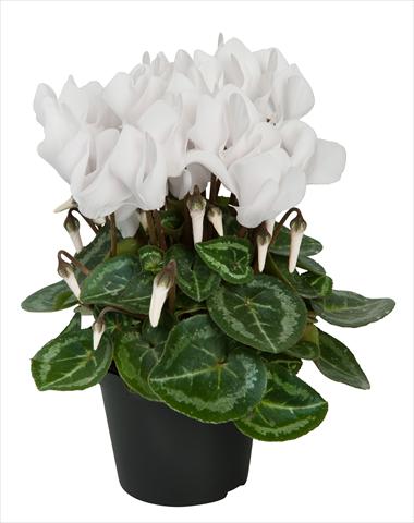 photo of flower to be used as: Basket / Pot Cyclamen persicum Super Serie® Compact® F1 Pure White