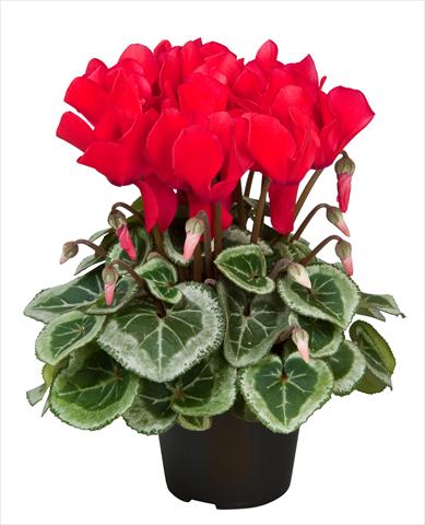 photo of flower to be used as: Basket / Pot Cyclamen persicum Super Serie® Da Vinci® F1 Red