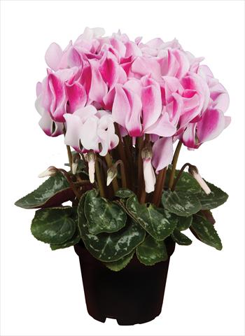 photo of flower to be used as: Basket / Pot Cyclamen persicum Super Serie® Micro® F1 Spotted