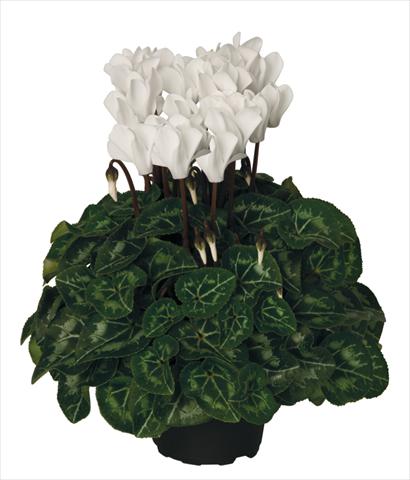 photo of flower to be used as: Basket / Pot Cyclamen persicum Super Serie® Mini Winter™ F1 Cream White