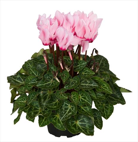 photo of flower to be used as: Basket / Pot Cyclamen persicum Super Serie® Mini Winter™ F1 Salmon with eye