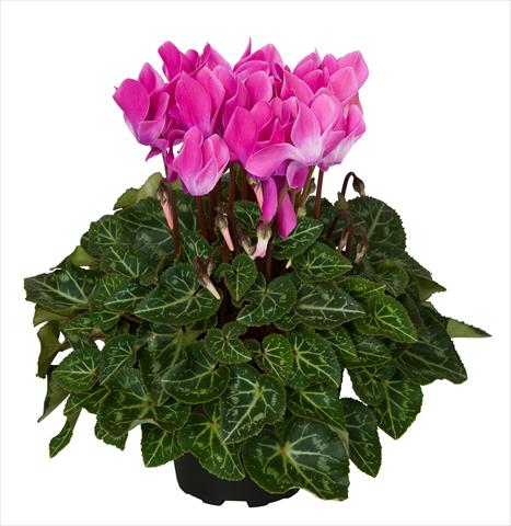 photo of flower to be used as: Basket / Pot Cyclamen persicum Super Serie® Mini Winter™ F1 Violet Flamed