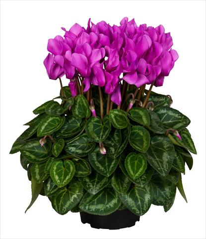 photo of flower to be used as: Basket / Pot Cyclamen persicum Super Serie® Original® F1 Light Violet