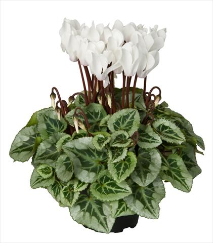photo of flower to be used as: Basket / Pot Cyclamen persicum Super Serie® Picasso® F1 Cream White