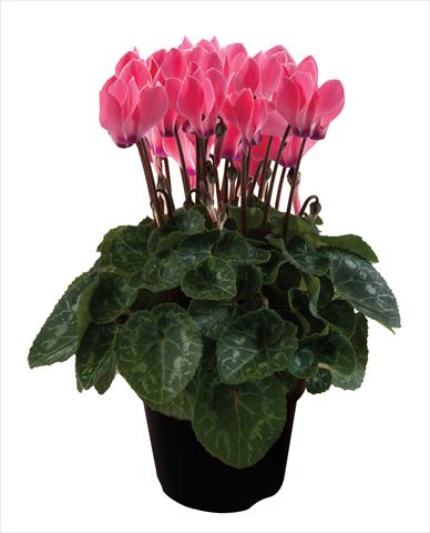 photo of flower to be used as: Basket / Pot Cyclamen persicum Super Serie® Verano® F1 Deep Salmon Flamed