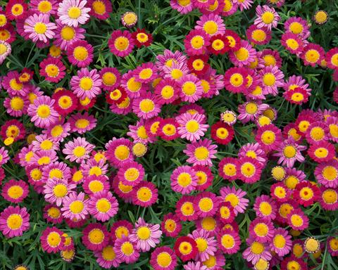 photo of flower to be used as: Pot, bedding, patio Argyranthemum LaRita® Purple Red