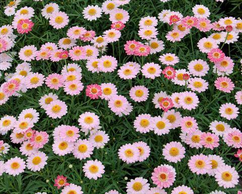 photo of flower to be used as: Pot, bedding, patio Argyranthemum LaRita® Salmon Pink