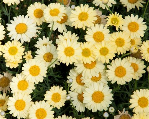 photo of flower to be used as: Pot, bedding, patio Argyranthemum LaRita® Yellow