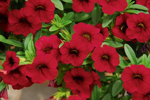 photo of flower to be used as: Pot, bedding, patio, basket Calibrachoa MiniFamous® Compact Dark Red