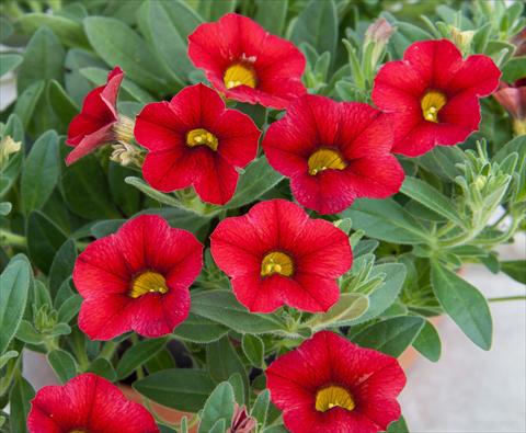 photo of flower to be used as: Pot, bedding, patio, basket Calibrachoa MiniFamous® Compact Red