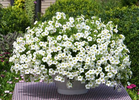 photo of flower to be used as: Pot, bedding, patio, basket Calibrachoa MiniFamous® Compact White