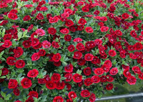 photo of flower to be used as: Pot, bedding, patio, basket Calibrachoa MiniFamous® Double Dark Red
