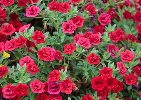 photo of flower to be used as: Pot, bedding, patio, basket Calibrachoa MiniFamous® Double Red