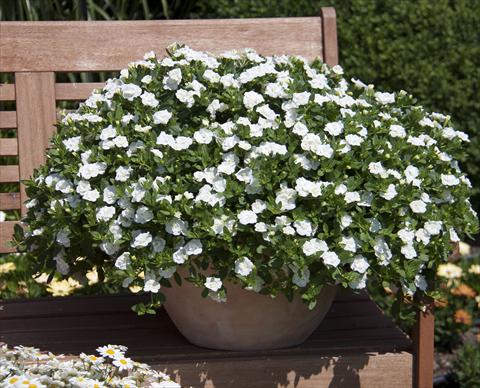 photo of flower to be used as: Pot, bedding, patio, basket Calibrachoa MiniFamous® Double White