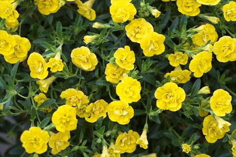 photo of flower to be used as: Pot, bedding, patio, basket Calibrachoa MiniFamous® Double Yellow