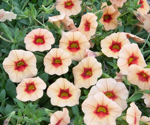 photo of flower to be used as: Pot, bedding, patio, basket Calibrachoa MiniFamous® Neo Apricot+Red Eye