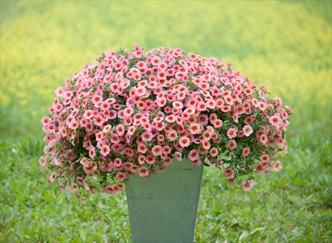 photo of flower to be used as: Pot, bedding, patio, basket Calibrachoa MiniFamous® Neo Coral+Red Eye