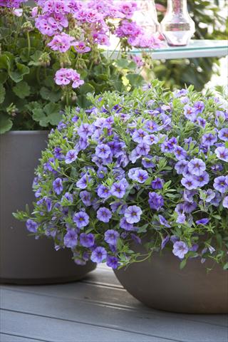 photo of flower to be used as: Pot, bedding, patio, basket Calibrachoa MiniFamous® Neo Light Blue